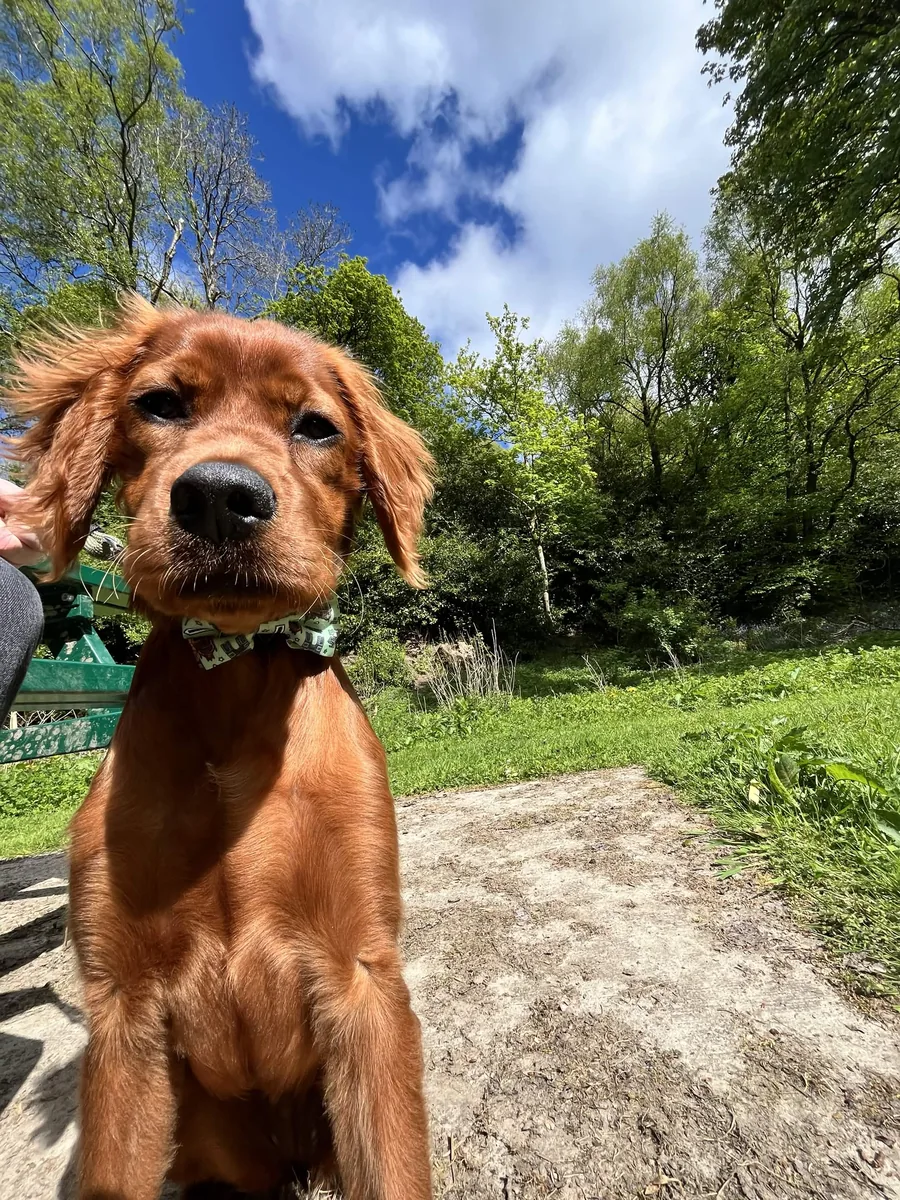 Daphne, a red setter puppy